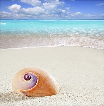 海滩,海蜗牛,热带,白沙,特写,微距