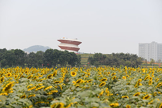 远望深圳光明小镇欢乐田园观景台