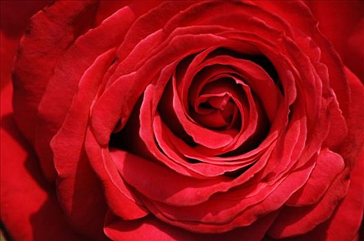 红玫瑰,粉色,花,俯视,特写