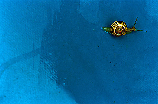蜗牛,蓝色背景