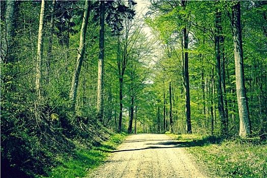 道路,树林,春天