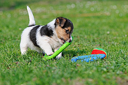 杰克罗素狗,小狗,玩,玩具,草地