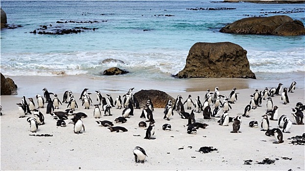 非洲企鹅,漂石,海滩