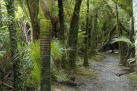 蕨类,树,河滨步道,国家公园,南岛,新西兰