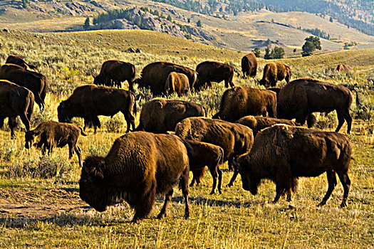 野牛,进食,山谷,黄石国家公园,怀俄明,美国
