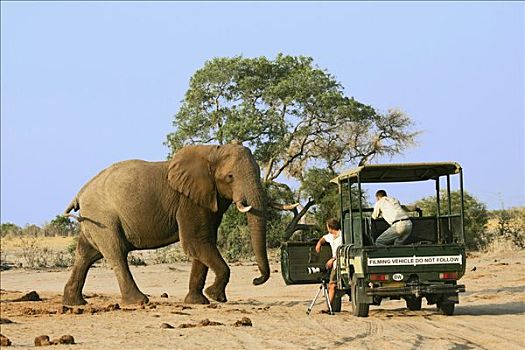 非洲,灌木,大象,非洲象,雄性动物,正面,吉普车,摄影师,萨维提,乔贝国家公园,博茨瓦纳