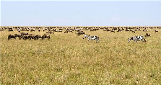角马,格兰特氏斑马,马,马赛马拉,国家公园,肯尼亚,东非
