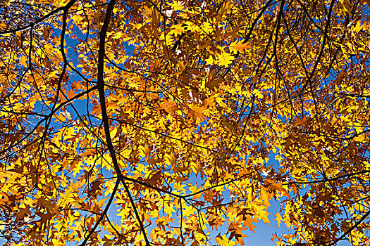 秋叶,挪威槭,挪威枫
