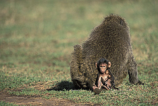 肯尼亚,马塞马拉野生动物保护区,幼仔,东非狒狒,雌性