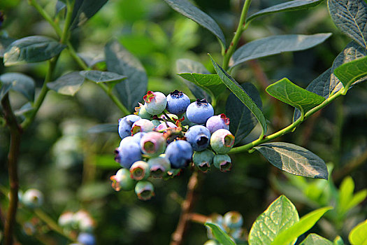 蓝莓,采摘园