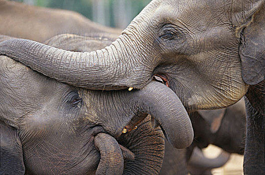 斯里兰卡,玩,品纳维拉,大象孤儿院,靠近