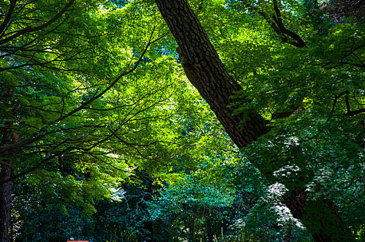 日本东京,上野动物公园,夏天宁静的清凉的植物森林