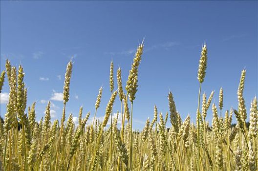 生态,小麦,瑞典