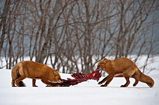 红狐,狐属,一对,畜体,堪察加半岛,俄罗斯
