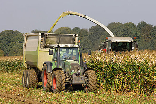 农机具,收获,玉米,生物气,荷兰