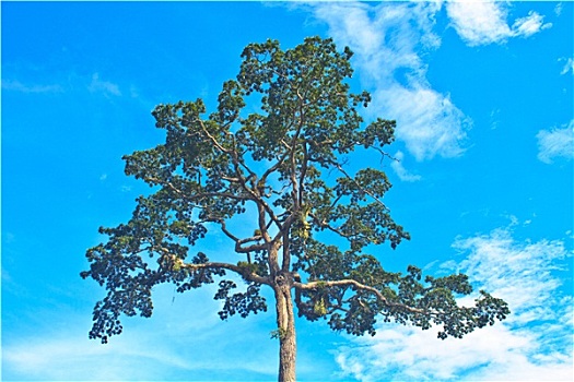 树,蓝天背景