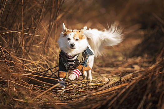 中华田园犬的地肤草外拍