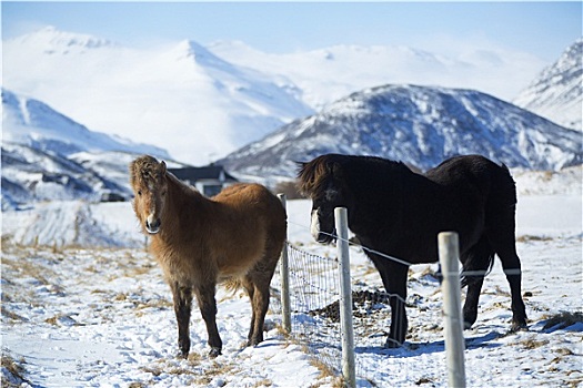 两个,冰岛马,草地,冬天