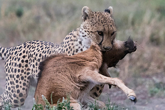 印度豹,猎豹,杀戮,蓝角马,幼兽,角马,恩戈罗恩戈罗,保护区,塞伦盖蒂,坦桑尼亚
