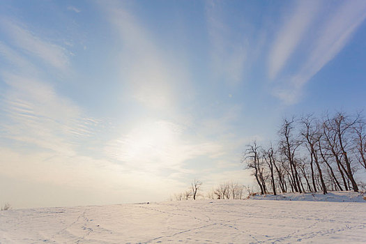 雪地里的树