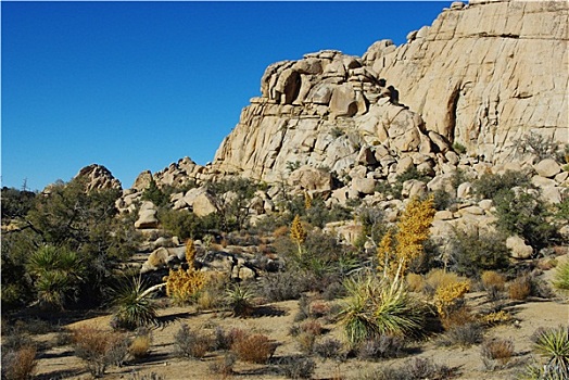 漂亮,沙漠植物,石头,约书亚树国家公园,加利福尼亚