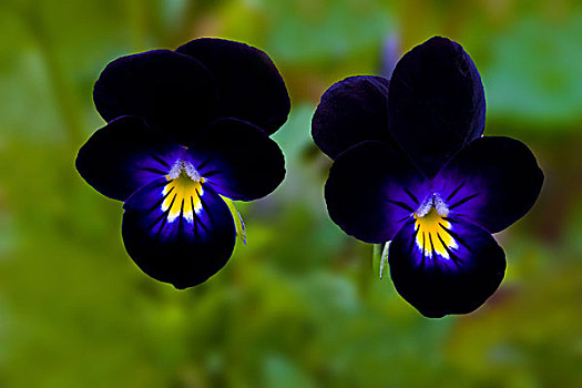 花园,紫色,两朵花,英格兰,欧洲