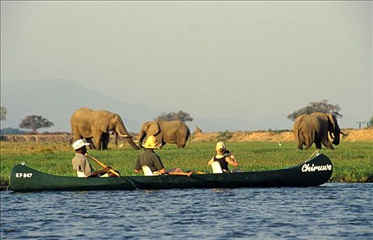 独木舟,赞比西河,看,大象,放牧,津巴布韦