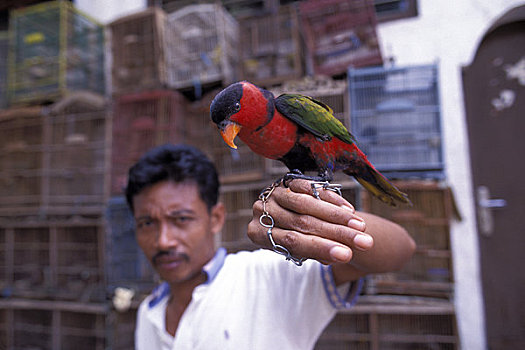印度尼西亚,雅加达,鸟,市场,鹦鹉,出售