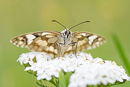 白蝴蝶,普通,西洋蓍草,黑森州,德国,欧洲