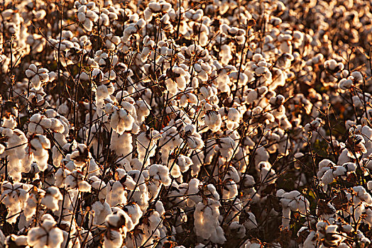 棉花,农作物,装载,就绪,收获,英格兰,阿肯色州,美国