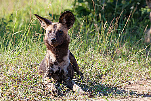 非洲野狗,非洲野犬属,克鲁格国家公园,南非,非洲