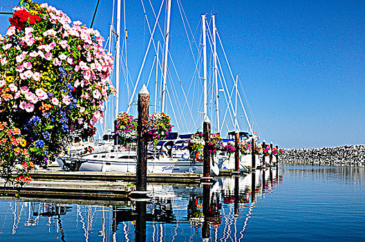 花,篮子,帆船,游艇,港口,码头,不列颠哥伦比亚省,加拿大