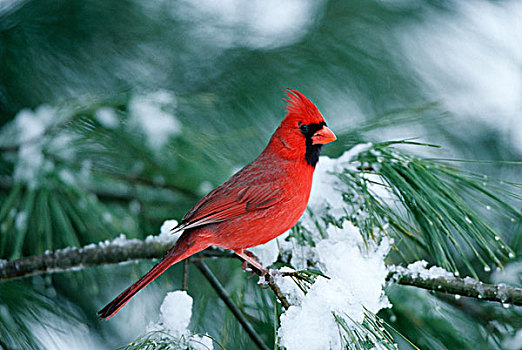 主红雀,雄性,松树,冬天