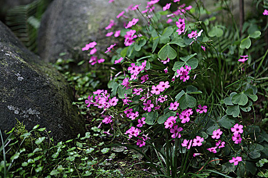 红花酢浆草