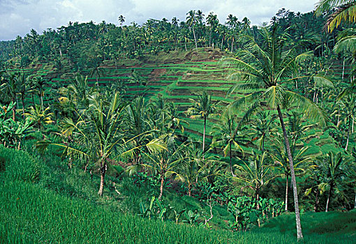 亚洲,印度尼西亚,巴厘岛,乌布,茂密,绿色,稻米梯田,棕榈树,靠近