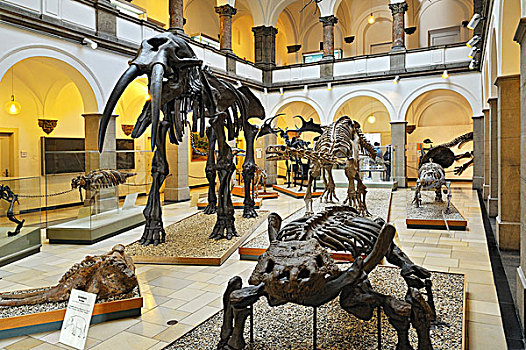 骨骼,中间,慢,蜥蜴,正面,博物馆,慕尼黑,巴伐利亚,德国,欧洲