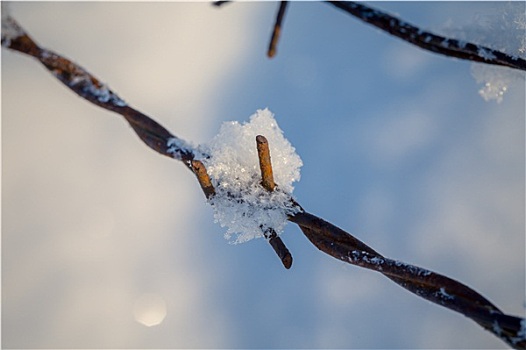 刺铁丝网,雪,草地