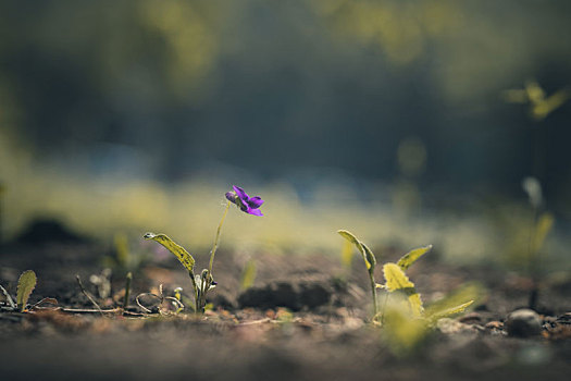 紫花地丁