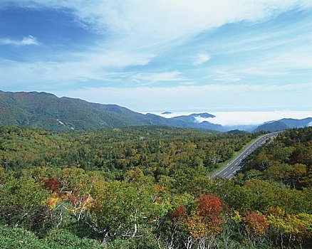 道路,秋天