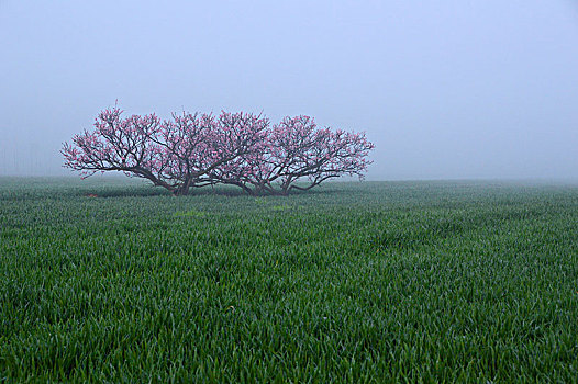 田野里的桃树