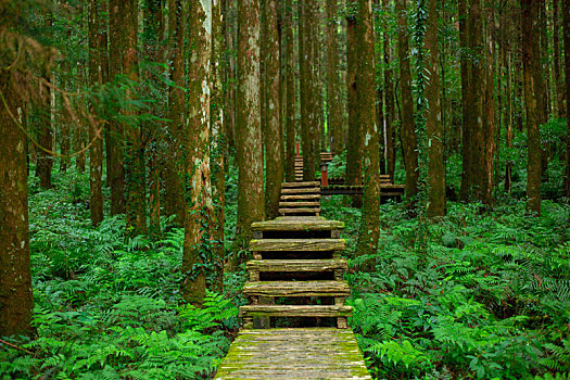 森林里给登山人安全行走的木栈道