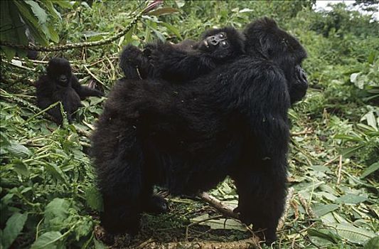 山地大猩猩,大猩猩,幼仔,平衡性,背影,维龙加山,北方,边界,卢旺达,刚果,乌干达