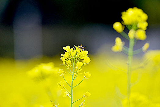 蜜蜂采蜜忙