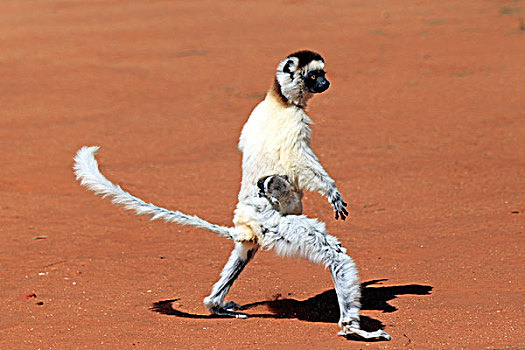 马达加斯加狐猴,维氏冕狐猴,成年,女性,幼兽,跳跃,贝伦提保护区,马达加斯加,非洲