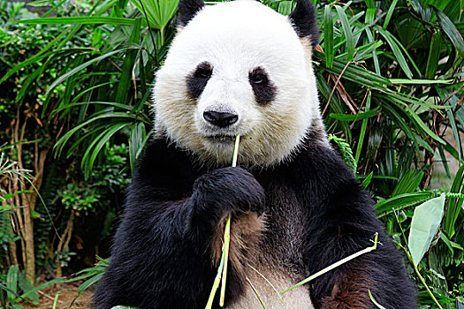熊猫,吃,竹子
