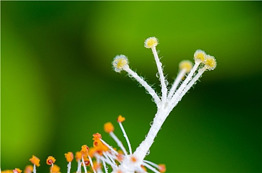 白色,木槿,花