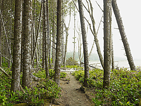 小路,树林,岸边,海滩,不列颠哥伦比亚省,加拿大