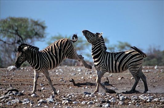争斗,斑马,马,纳米比亚,非洲