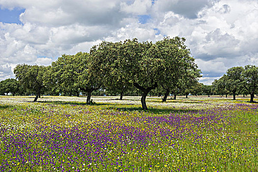 常绿栎树,花地,埃斯特雷马杜拉,西班牙,欧洲