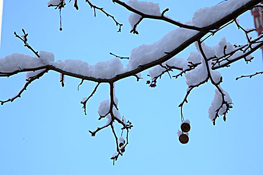 树枝,雪